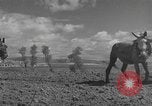 Image of Farmers plowing fields with wooden plows and horses Spain, 1937, second 21 stock footage video 65675062079
