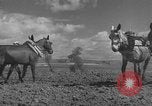 Image of Farmers plowing fields with wooden plows and horses Spain, 1937, second 22 stock footage video 65675062079