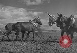 Image of Farmers plowing fields with wooden plows and horses Spain, 1937, second 23 stock footage video 65675062079