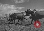 Image of Farmers plowing fields with wooden plows and horses Spain, 1937, second 24 stock footage video 65675062079