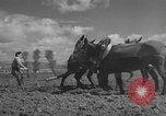 Image of Farmers plowing fields with wooden plows and horses Spain, 1937, second 25 stock footage video 65675062079