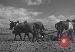 Image of Farmers plowing fields with wooden plows and horses Spain, 1937, second 27 stock footage video 65675062079