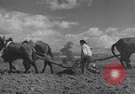 Image of Farmers plowing fields with wooden plows and horses Spain, 1937, second 28 stock footage video 65675062079