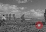 Image of Farmers plowing fields with wooden plows and horses Spain, 1937, second 31 stock footage video 65675062079
