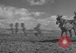 Image of Farmers plowing fields with wooden plows and horses Spain, 1937, second 32 stock footage video 65675062079