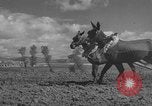 Image of Farmers plowing fields with wooden plows and horses Spain, 1937, second 33 stock footage video 65675062079