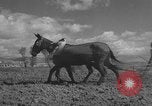 Image of Farmers plowing fields with wooden plows and horses Spain, 1937, second 34 stock footage video 65675062079
