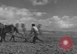 Image of Farmers plowing fields with wooden plows and horses Spain, 1937, second 36 stock footage video 65675062079