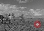 Image of Farmers plowing fields with wooden plows and horses Spain, 1937, second 37 stock footage video 65675062079