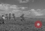 Image of Farmers plowing fields with wooden plows and horses Spain, 1937, second 38 stock footage video 65675062079