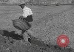 Image of Farmers plowing fields with wooden plows and horses Spain, 1937, second 41 stock footage video 65675062079
