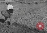 Image of Farmers plowing fields with wooden plows and horses Spain, 1937, second 42 stock footage video 65675062079