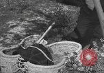 Image of Farmers plowing fields with wooden plows and horses Spain, 1937, second 55 stock footage video 65675062079