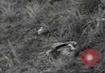 Standbild US-Truppen bivouaced auf Guam Guam Marianen, 1944, aus Sekunde 59 historischem Filmmaterial Videoclip 65675062234