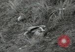 Standbild US-Truppen bivouaced auf Guam Guam Marianen, 1944, aus Sekunde 60 historischem Filmmaterial Videoclip 65675062234