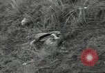 Standbild US-Truppen bivouaced auf Guam Guam Marianen, 1944, aus Sekunde 61 historischem Filmmaterial Videoclip 65675062234
