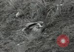 Standbild US-Truppen bivouaced auf Guam Guam Marianen, 1944, aus Sekunde 62 historischem Filmmaterial Videoclip 65675062234