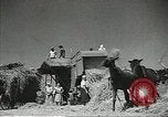 Standbild Sowjetischen Bauern Schneid- und Dreschwerk Stiele von Korn während Zweiten Weltkrieg Sowjetunion, 1941, aus Sekunde 12 historischem Filmmaterial Videoclip 65675062264