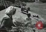 Standbild Sowjetischen Bauern Schneid- und Dreschwerk Stiele von Korn während Zweiten Weltkrieg Sowjetunion, 1941, aus Sekunde 23 historischem Filmmaterial Videoclip 65675062264
