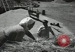 Standbild Sowjetischen Bauern Schneid- und Dreschwerk Stiele von Korn während Zweiten Weltkrieg Sowjetunion, 1941, aus Sekunde 24 historischem Filmmaterial Videoclip 65675062264