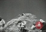 Standbild Sowjetischen Bauern Schneid- und Dreschwerk Stiele von Korn während Zweiten Weltkrieg Sowjetunion, 1941, aus Sekunde 29 historischem Filmmaterial Videoclip 65675062264