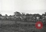 Image of American prisoners of war Guimba Nueva Ecija Philippines, 1945, second 1 stock footage video 65675062296