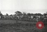 Image of American prisoners of war Guimba Nueva Ecija Philippines, 1945, second 4 stock footage video 65675062296