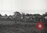 Image of American prisoners of war Guimba Nueva Ecija Philippines, 1945, second 9 stock footage video 65675062296