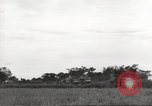 Image of Americans rescued from Japanese prison camp ride in trucks Guimba Nueva Ecija Philippines, 1945, second 38 stock footage video 65675062322