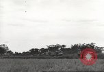 Image of Americans rescued from Japanese prison camp ride in trucks Guimba Nueva Ecija Philippines, 1945, second 39 stock footage video 65675062322