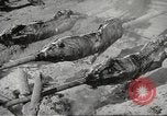 Image of Filipino foods and markets Philippines, 1940, second 46 stock footage video 65675062338