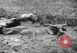 Image of Filipino industries 1930s and 1940s Philippines, 1940, second 22 stock footage video 65675062340