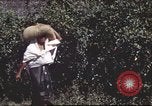 Immagine di Civili filippini Manila Filippine, 1945, secondo 58 filmato di repertorio 65675062349