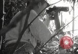 Image of Japanese soldiers in combat Philippines, 1942, second 38 stock footage video 65675062362