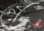 Image of Japanese soldiers in combat Philippines, 1942, second 40 stock footage video 65675062362