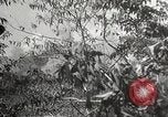Image Soldats japonais aux Philippines Philippines, 1942, de la seconde 41 séquences d'archives historiques vidéo 65675062370