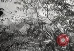 Image Soldats japonais aux Philippines Philippines, 1942, de la seconde 42 séquences d'archives historiques vidéo 65675062370