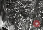 Image of Japanese bomber aircraft Philippines, 1942, second 33 stock footage video 65675062371