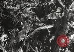 Image of Japanese bomber aircraft Philippines, 1942, second 38 stock footage video 65675062371