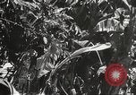 Image of Japanese bomber aircraft Philippines, 1942, second 39 stock footage video 65675062371