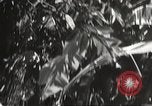 Image of Japanese bomber aircraft Philippines, 1942, second 41 stock footage video 65675062371