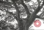 Image poste d'observation japonais Corregidor Island Philippines, 1942, de la seconde 3 séquences d'archives historiques vidéo 65675062379