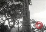 Image poste d'observation japonais Corregidor Island Philippines, 1942, de la seconde 8 séquences d'archives historiques vidéo 65675062379