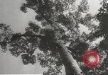 Image of Japanese soldiers Philippines, 1942, second 15 stock footage video 65675062382