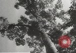 Image of Japanese soldiers Philippines, 1942, second 16 stock footage video 65675062382