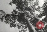 Image of Japanese soldiers Philippines, 1942, second 18 stock footage video 65675062382