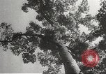Image of Japanese soldiers Philippines, 1942, second 19 stock footage video 65675062382