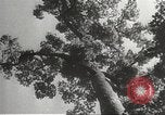 Image of Japanese soldiers Philippines, 1942, second 20 stock footage video 65675062382