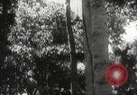 Image of Japanese soldiers Philippines, 1942, second 29 stock footage video 65675062382