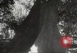 Image of Japanese soldiers Philippines, 1942, second 32 stock footage video 65675062382